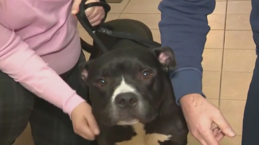 FOX6 and Wisconsin Humane Society Pet Telethon