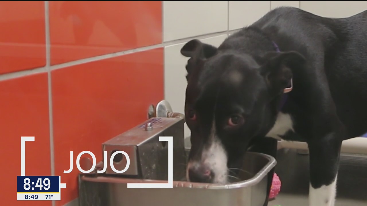 Dog of the Day: JoJo