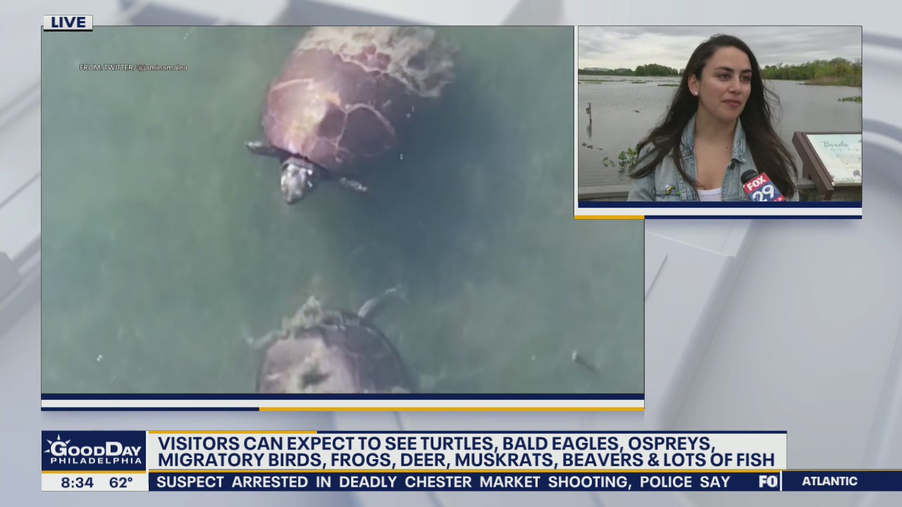 Video of turtle mating ritual filmed at Philadelphia wildlife refuge