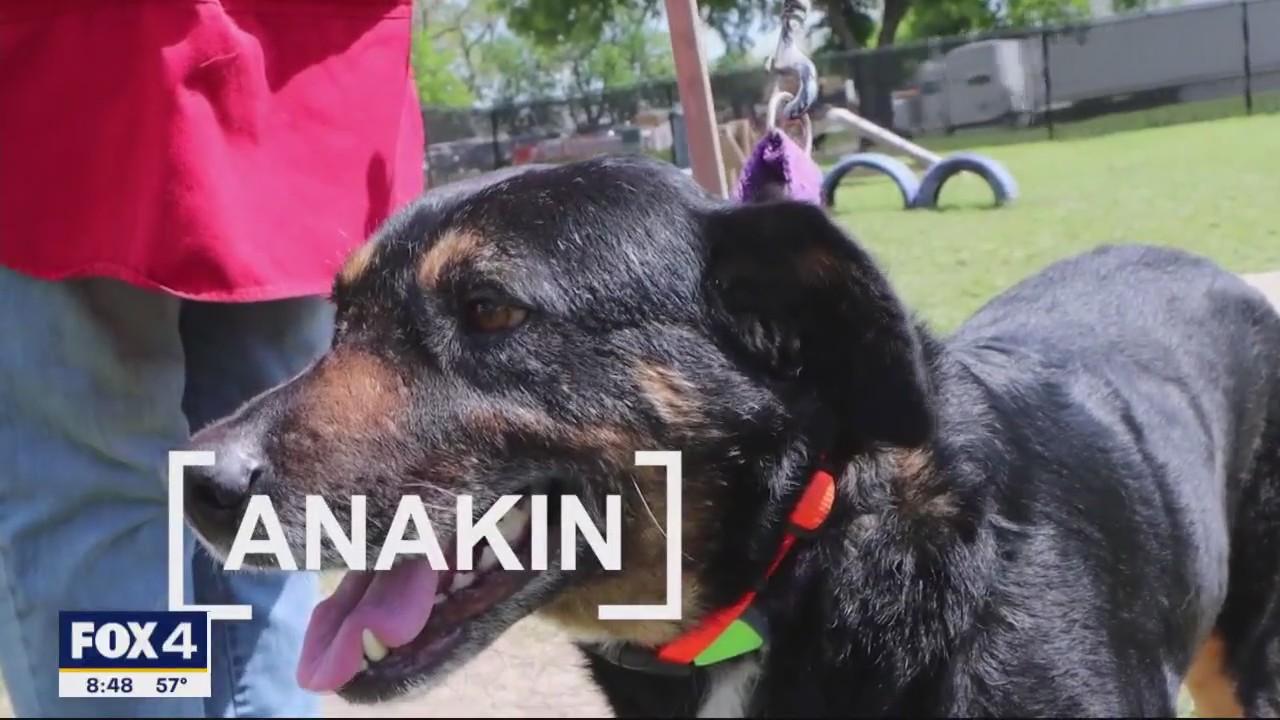 Dog of the Day: Anakin