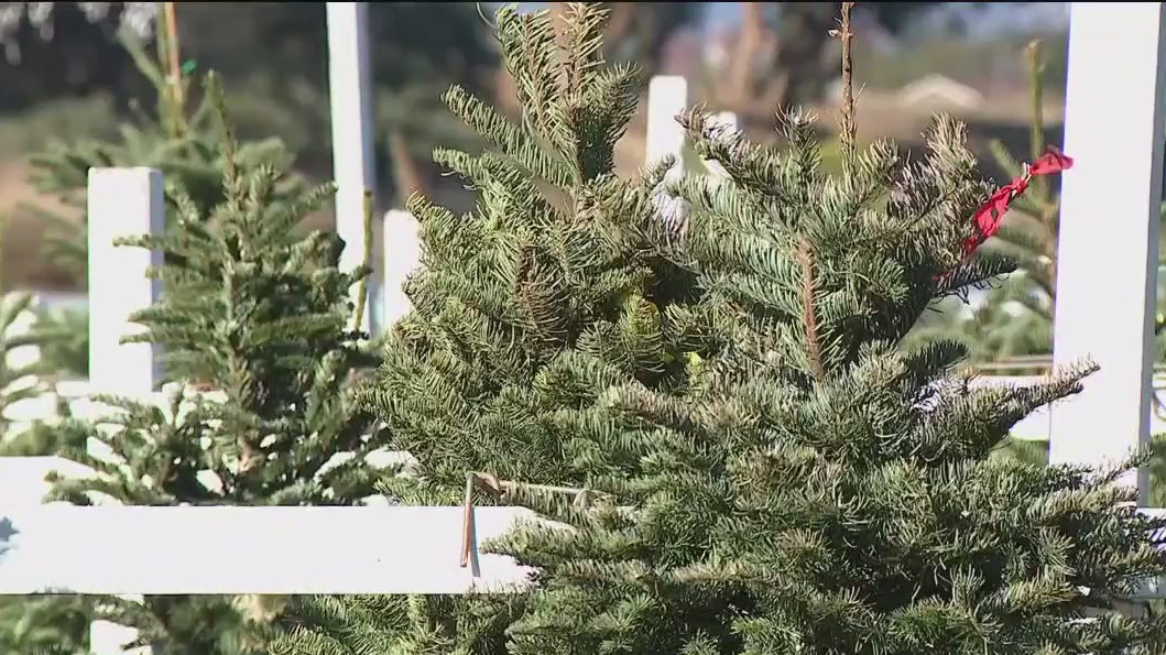 O Tannenbaum: Christmas trees already in demand