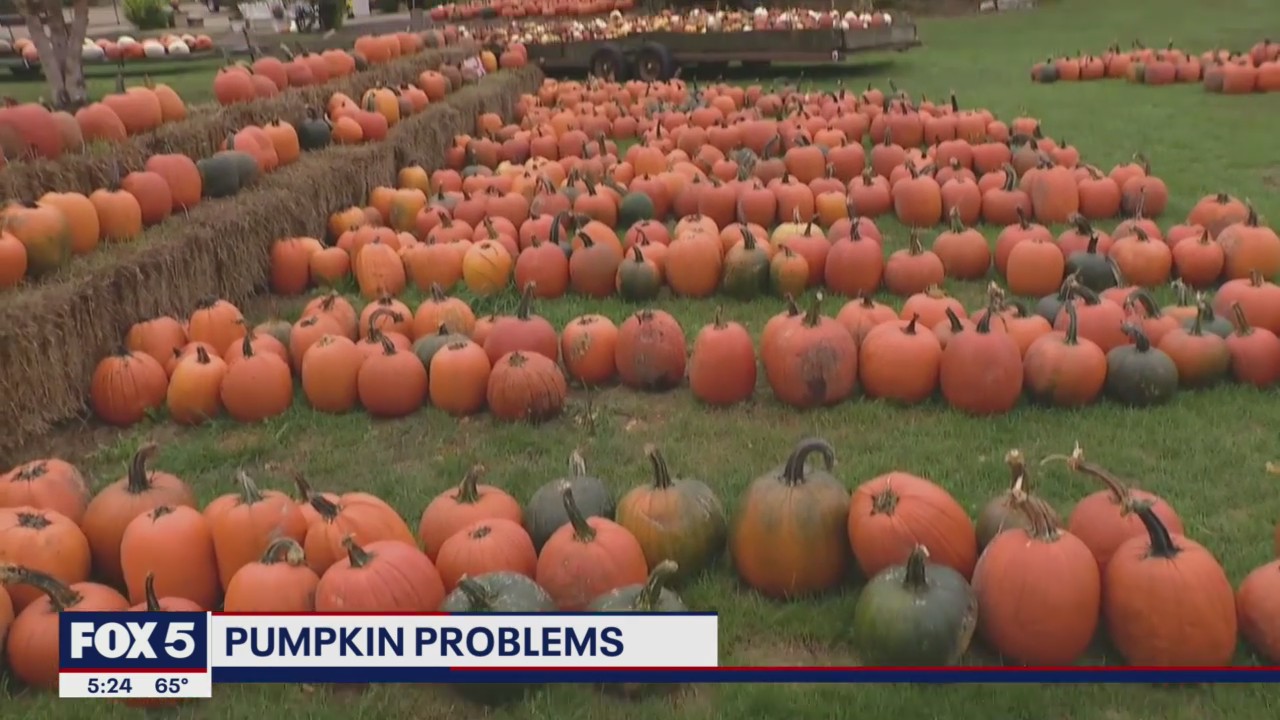 Pumpkin shortage hits the US ahead of Halloween, causing price increases