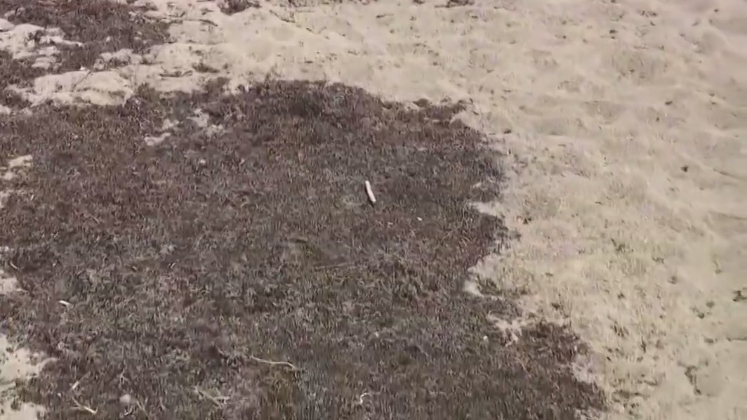 Giant seaweed bloom