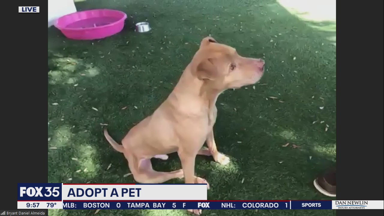 Adopt-a-pet: Meet Cano