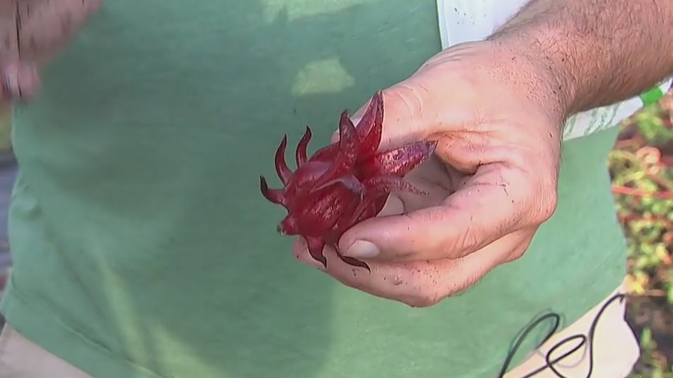 Tending to the Florida cranberry