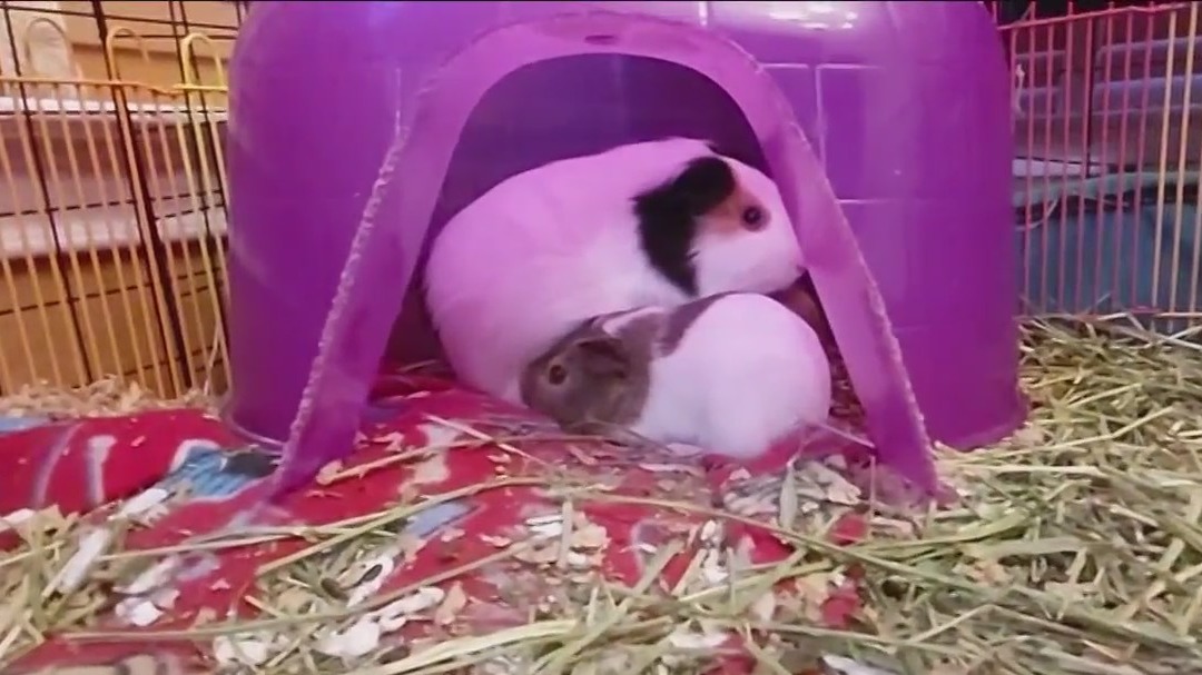 Guinea pigs, possibly related, found abandoned in Austin area