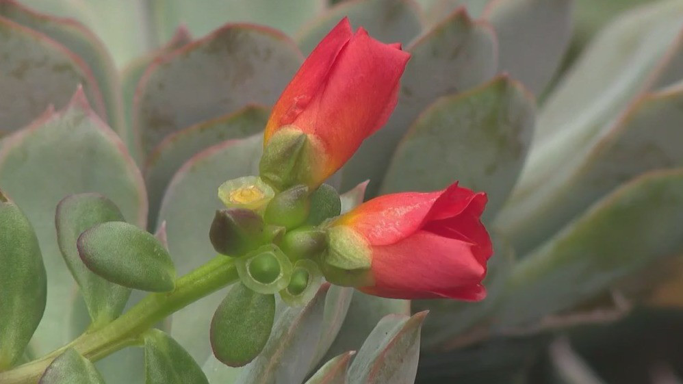 Pike Nurseries' guide to growing succulents