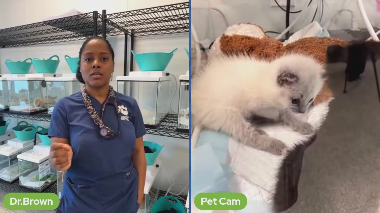 The Pet Pawcast - April 26, 2024