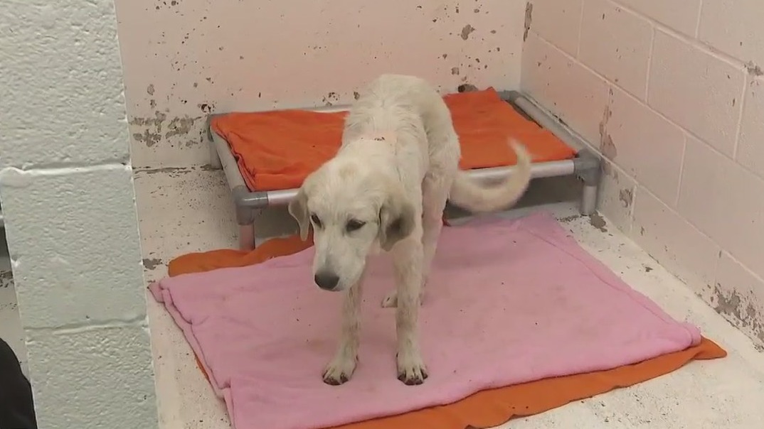 Rise reported in people abandoning dogs in record heat