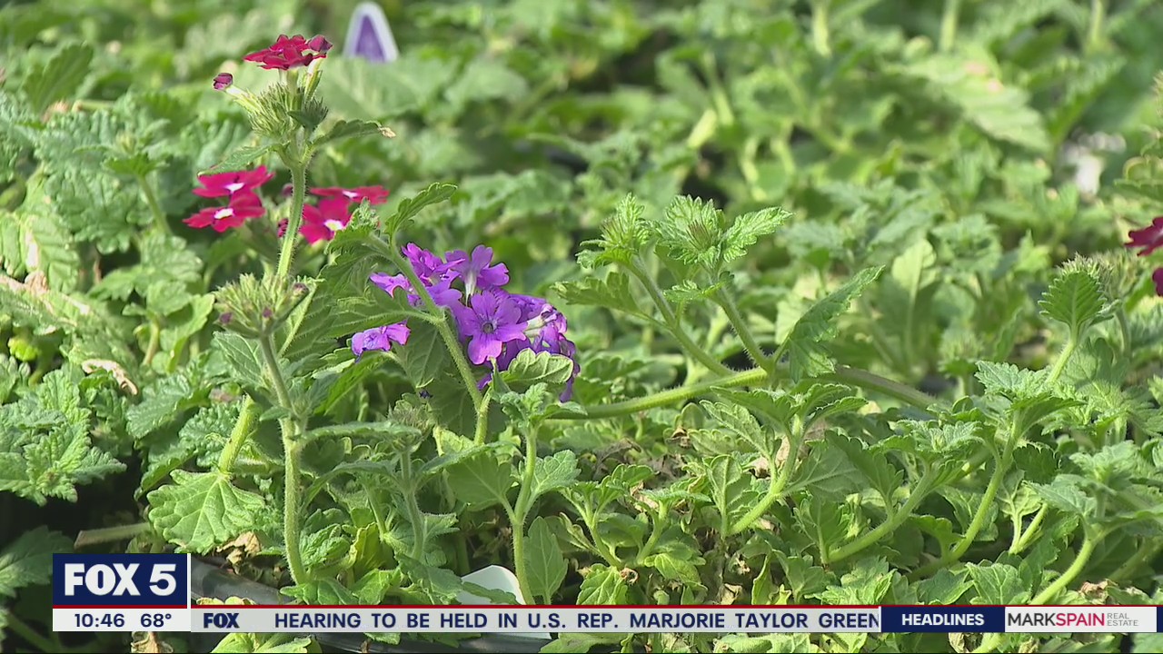 Sustainable plants for your garden