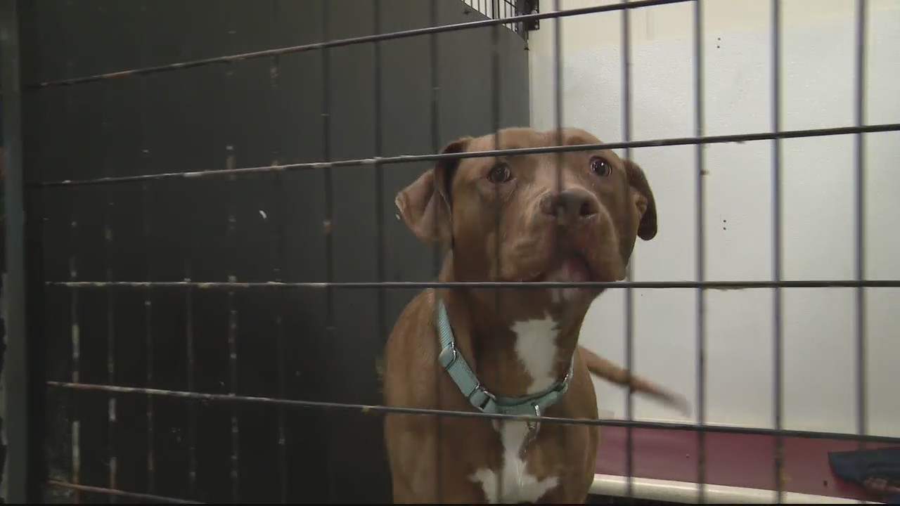 Inflation causing some pet owners to give up their dogs - but there is help available