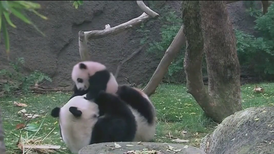 San Francisco must clear hurdles to get pandas