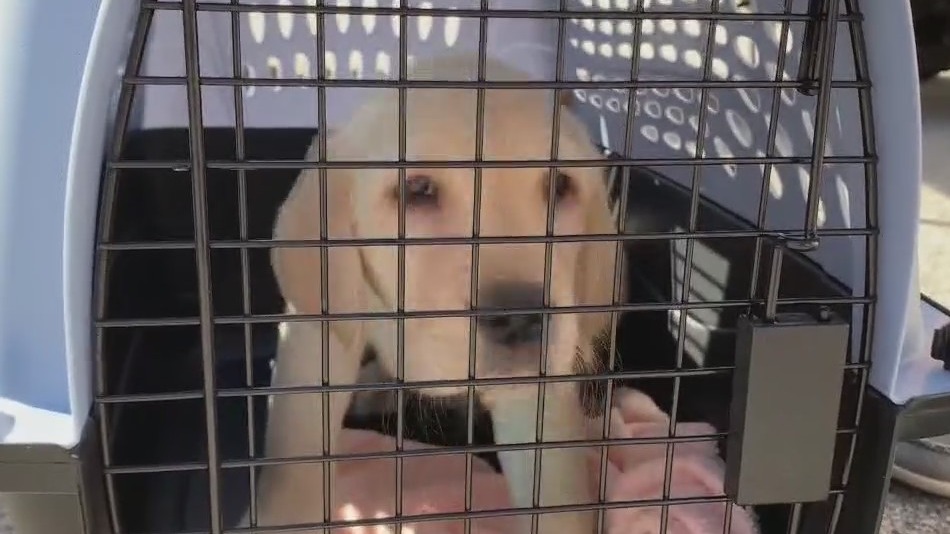 Canine Companions volunteers meet their service dog puppies