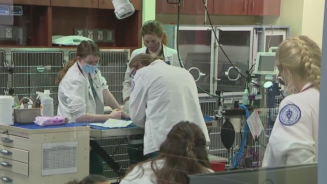 U.S. experiencing veterinarian shortage: expert explains why