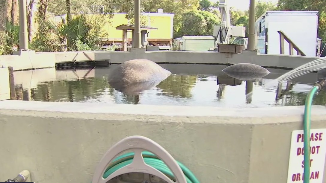 Sewage discharges killing manatees