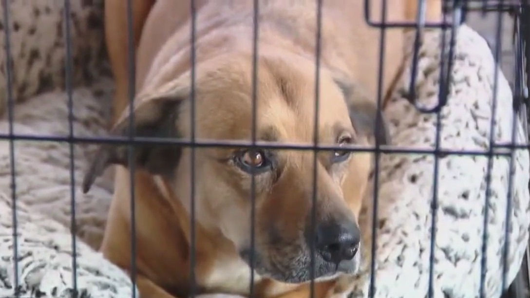 Disturbing conditions at Austin Animal Center
