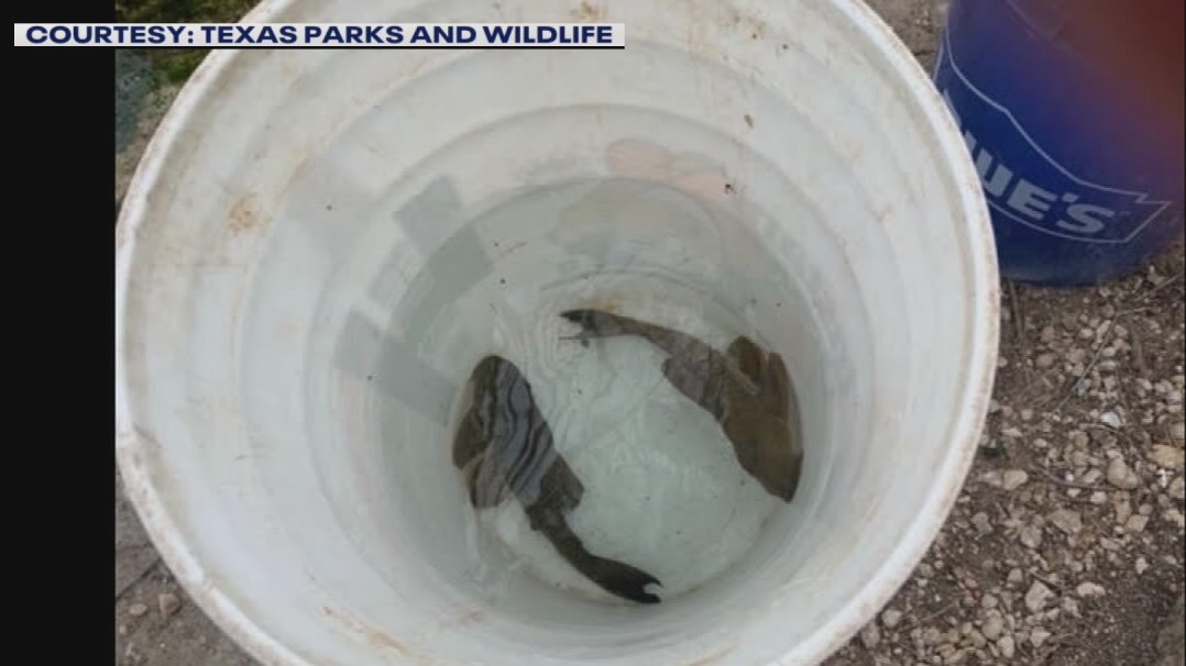 Invasive Suckermouth Catfish continue to swim in San Marcos rivers