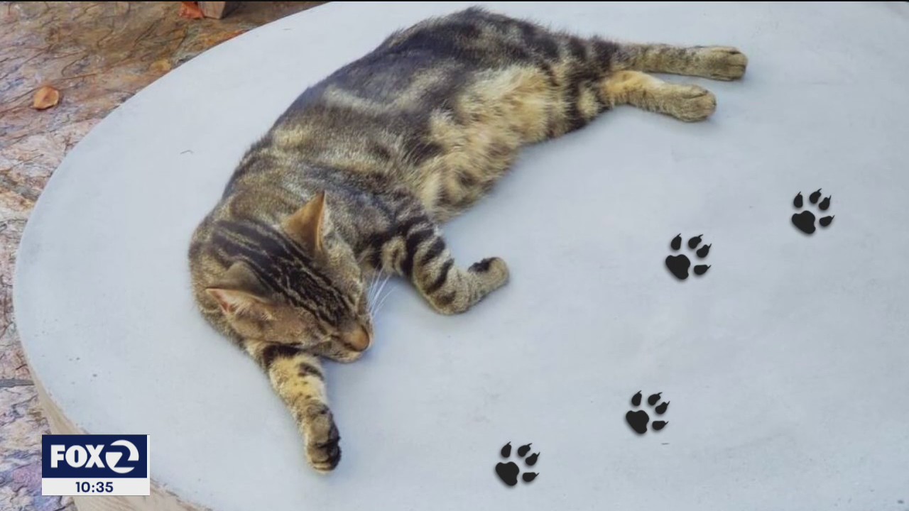 Airbnb guest takes cat from Sonoma County rental