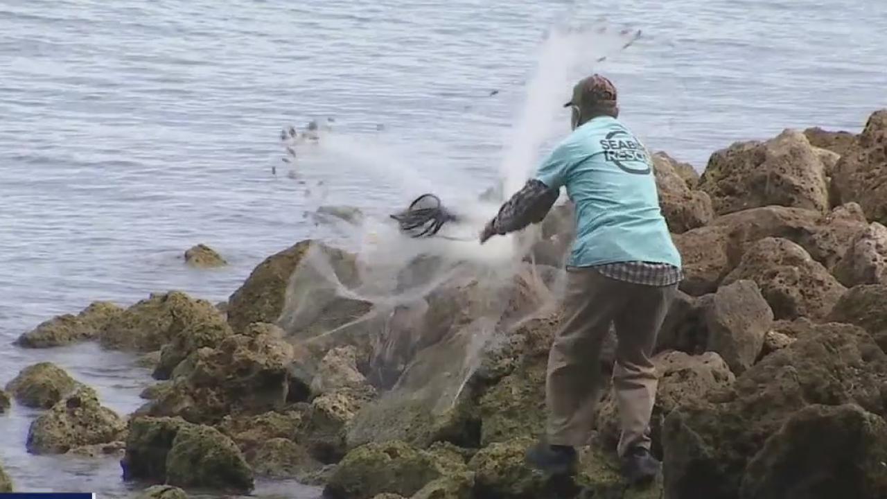Full-time job created to rescue pelicans under Skyway