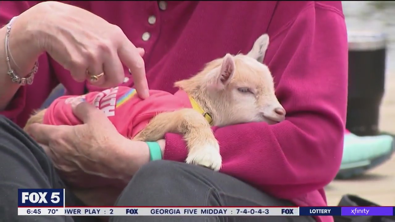 Metro Atlanta Goat Yoga groups spread smiles