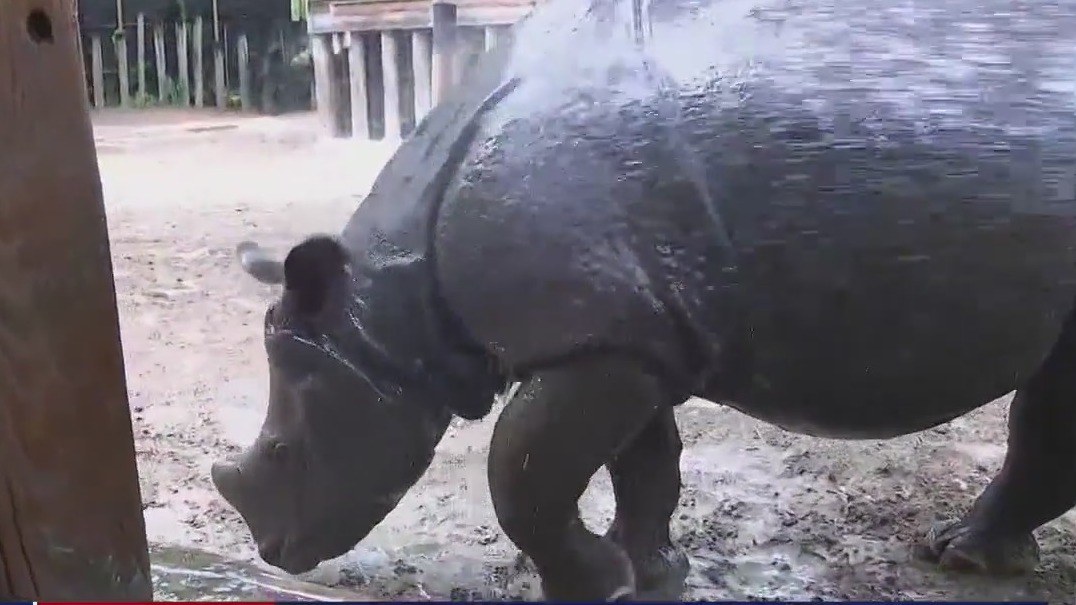 ZooTampa keeping animals cool during summer