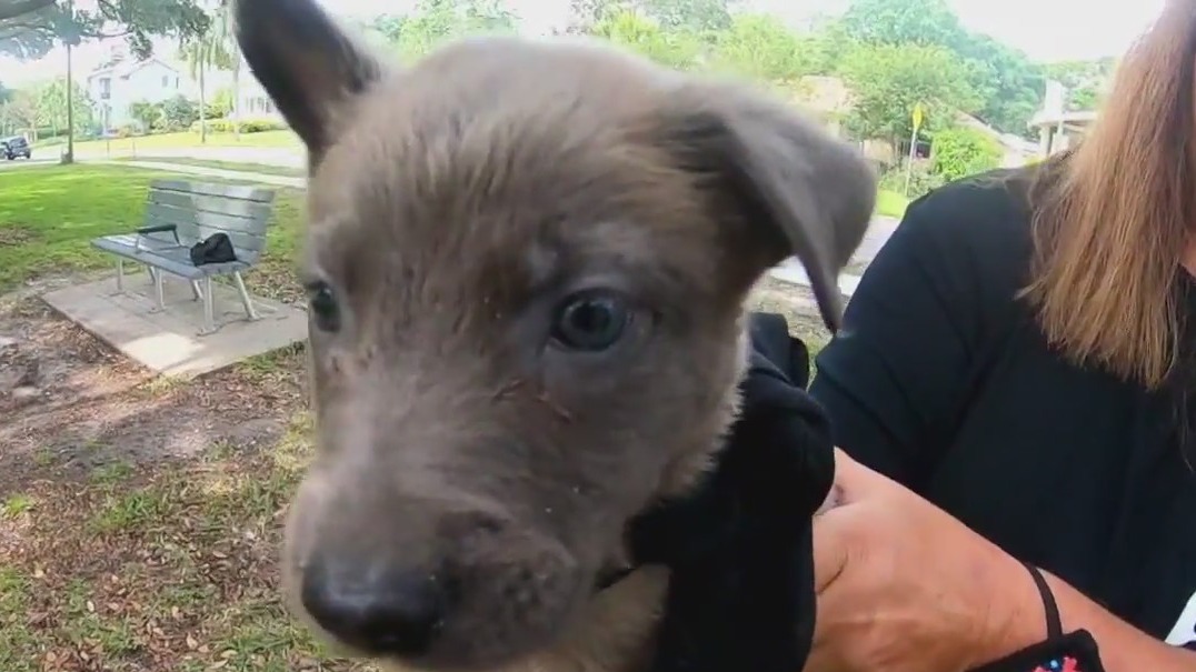 Holzerland Protection Dogs’ taking nominations for free puppy