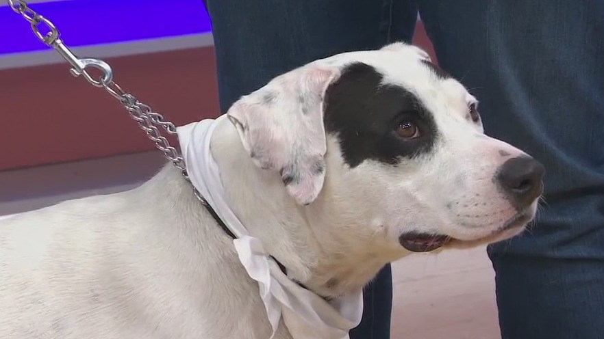 Adopt-A-Pet: Jackie