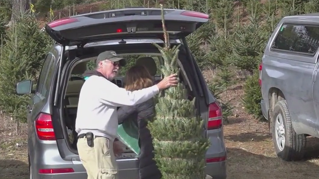 Inflation driving up cost of Christmas trees