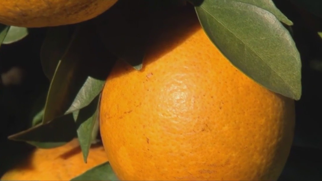 Florida's citrus industry declines