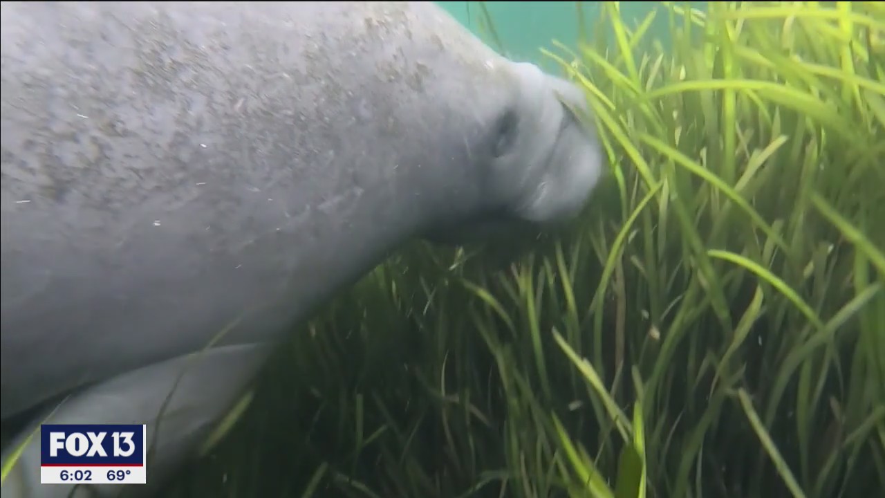 New effort to restore seagrass
