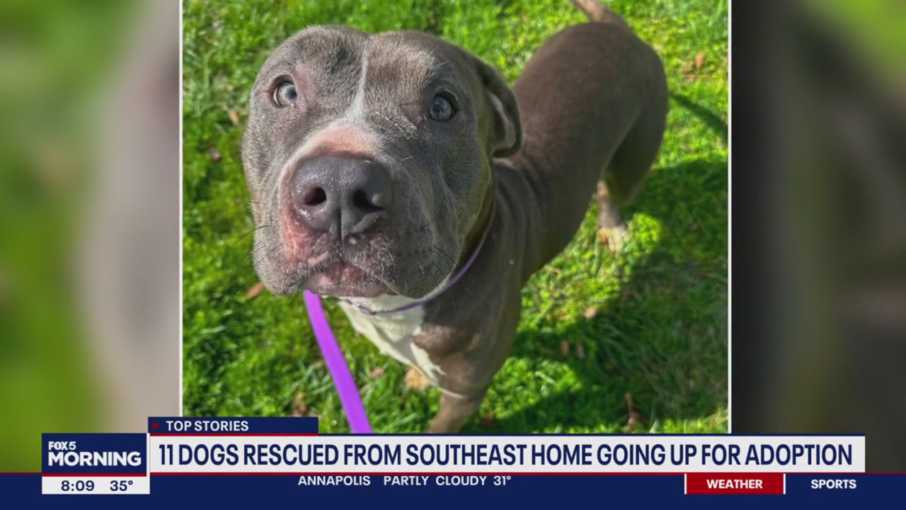 11 dogs rescued from Southeast DC home following hours-long standoff now up for adoption