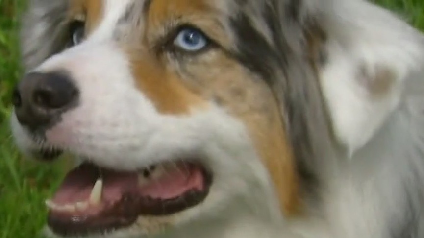 Dogs can identify what language their owners speak