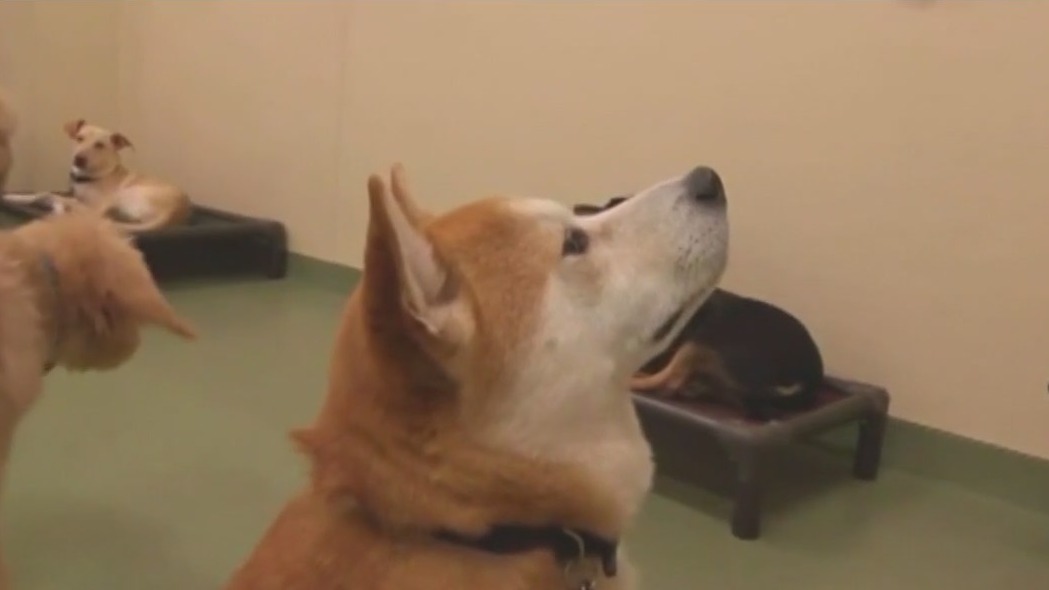 STUDY: Dogs listen to women more than men