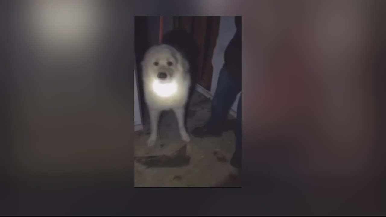 Stolen shelter dogs found safe