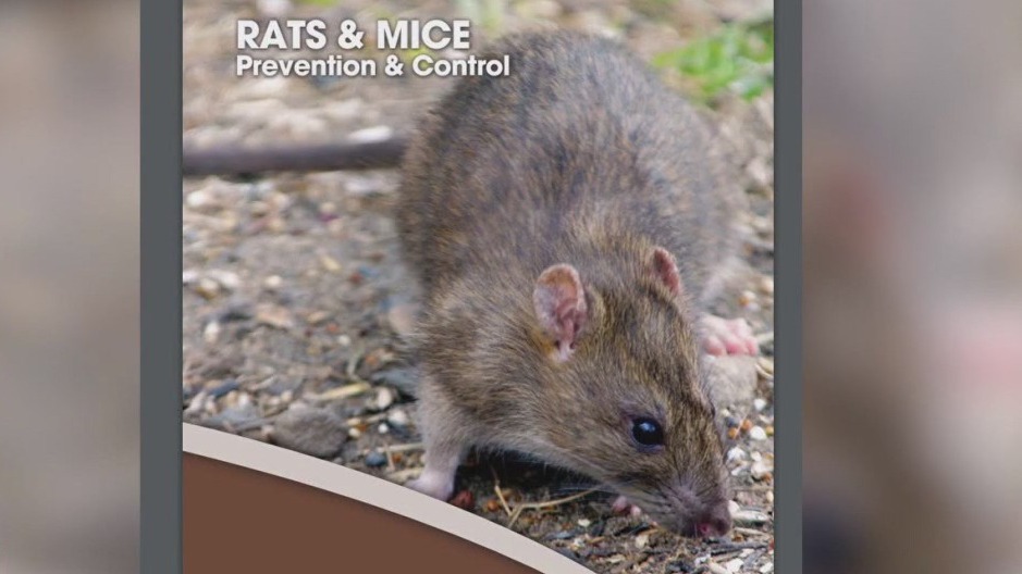 Rat and mouse activity on the rise because of last winter's wet weather