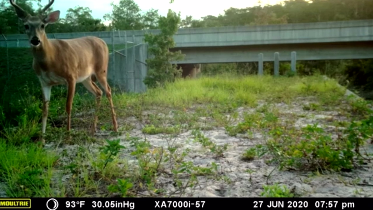 FDOT constructs wildlife crossing to protect animals in Polk County