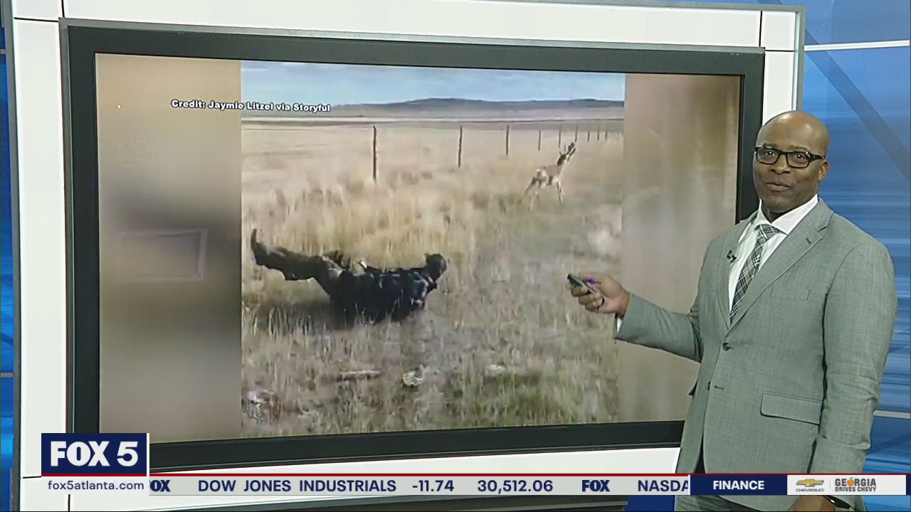 Rescued antelope steals man's shoes