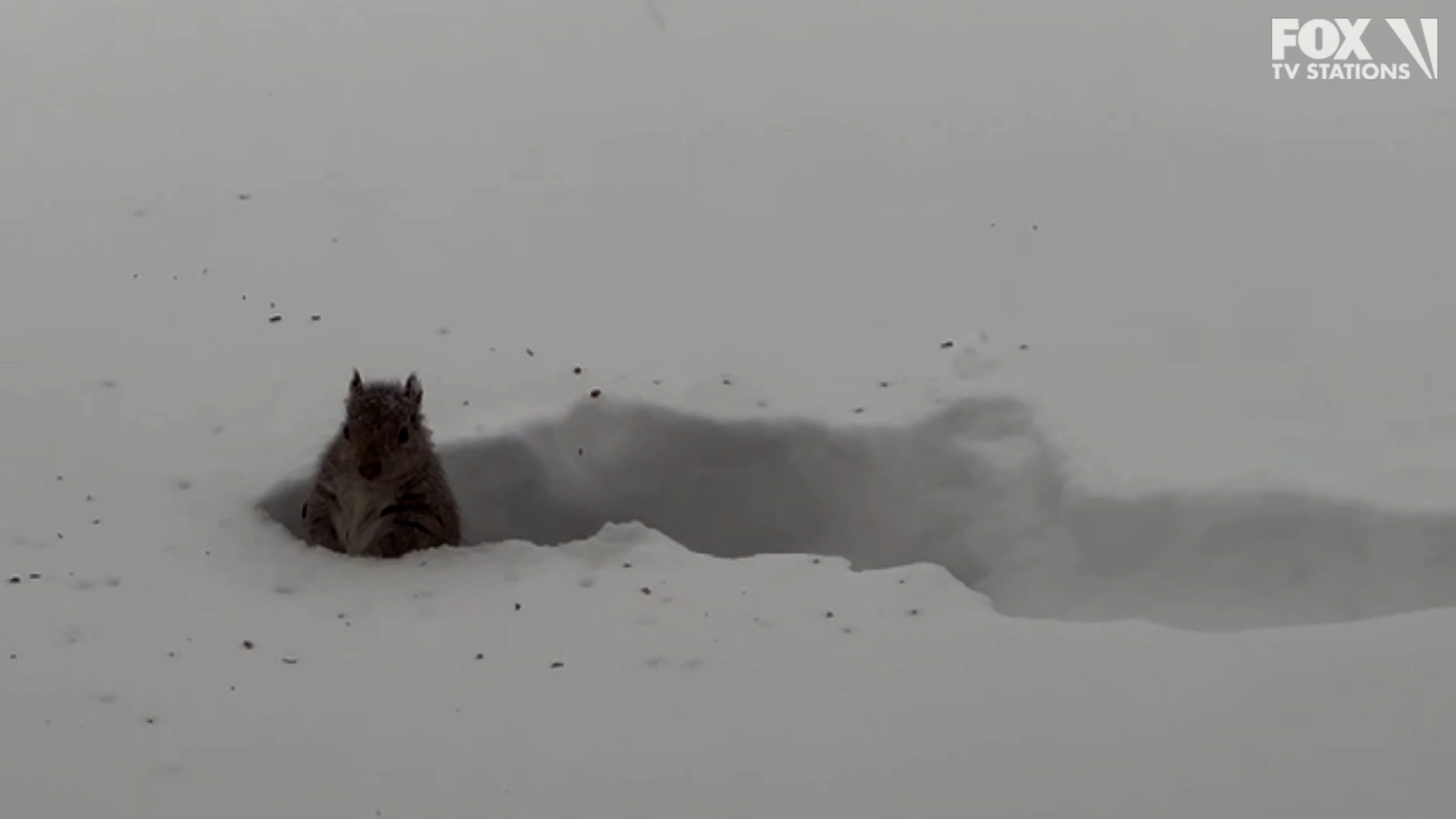 Winter storm: 5 dogs and a squirrel play in the snow