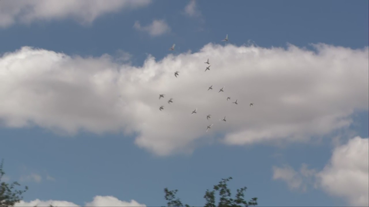 17 doves released into sky to honor those killed in Parkland school massacre