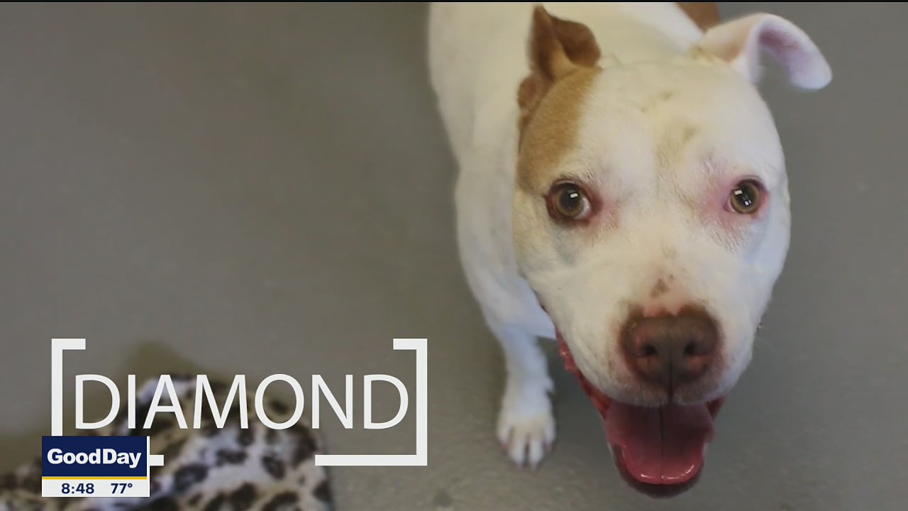 Dog of the Day: Diamond