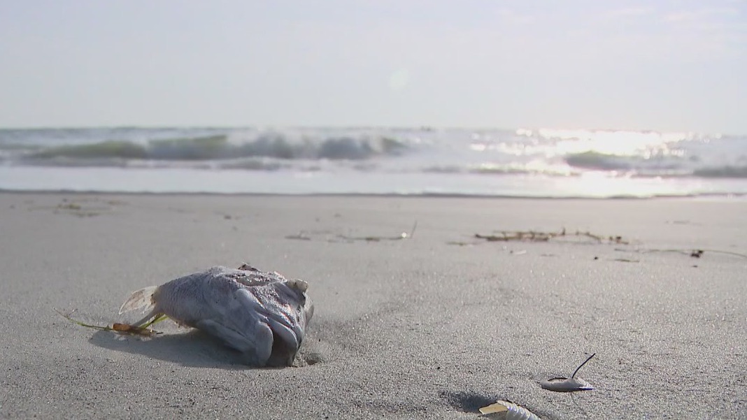 Red tide felt along the Gulf coast