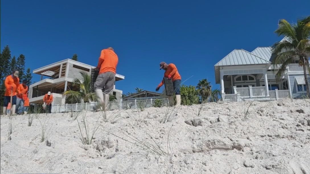 Dune restoration continues on Sunset Beach