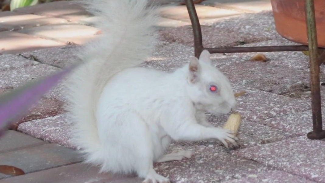Albino squirrel makes Tampa backyard her home