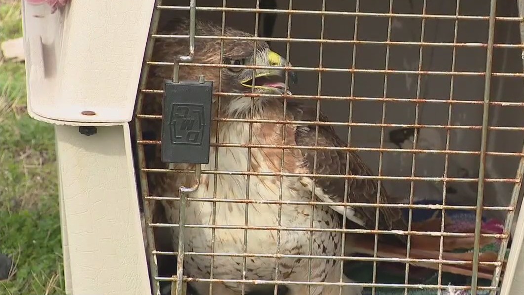 Red-tailed hawk released after recovering from injury