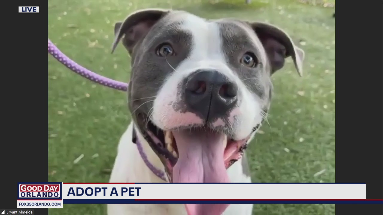 Adopt-a-Pet: Meet Dusty