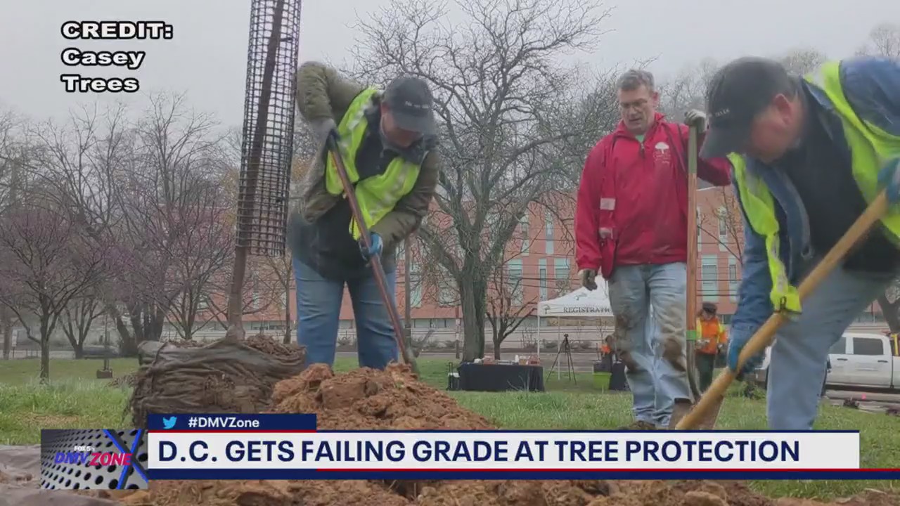 D.C. gets a failing grade at tree protection