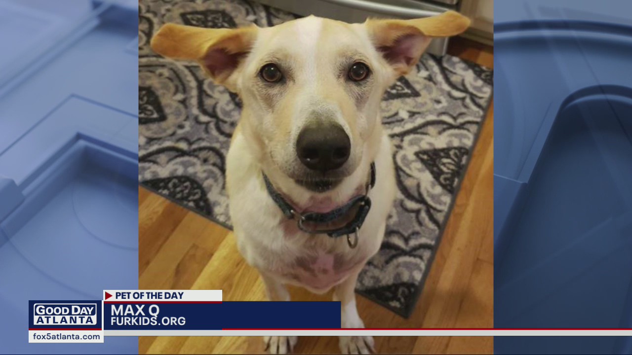 Pet of the Day from Fur Kids