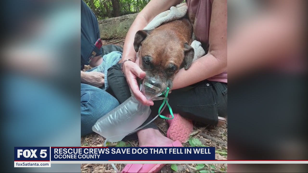 Dog rescued from Georgia well