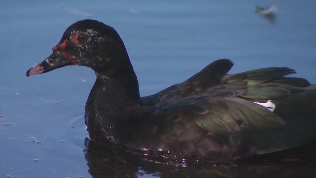 Duck thief caught on camera in Tampa