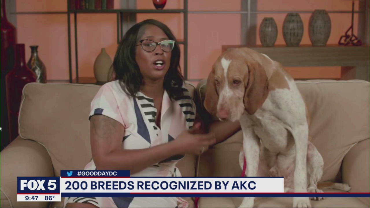 200 dog breeds recognized by the American Kennel Club